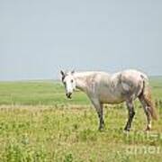 Gray On Prairie Art Print