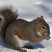 Gray Squirrel On Snow Art Print