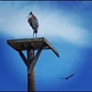 #great #blue #heron On A #pole #flying Art Print