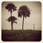 #great #blue #heron #st #johns #river Art Print