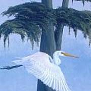 Great Egret In Flight Art Print