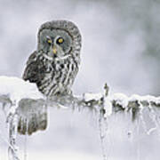 Great Gray Owl Perching On A Snow Art Print