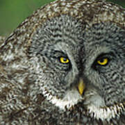 Great Gray Owl Strix Nebulosa Portrait Art Print