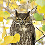 Great Horned Owl Art Print