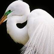 Great White Egret In Breeding Plumage Art Print