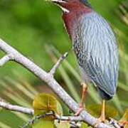 Green Heron Art Print