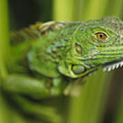 Green Iguana Amid Green Leaves Roatan Art Print
