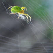 Green Spider 1.0 Art Print