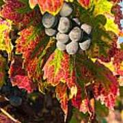 Grenache Autumn Art Print