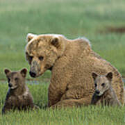Grizzly Bear Mother And Cubs Katmai Art Print