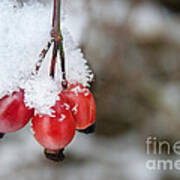 Guelder Rose In The Snow Art Print