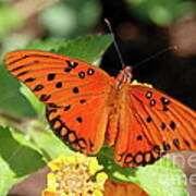 Gulf Fritilary Art Print