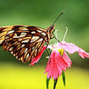 Gulf Fritillary Art Print