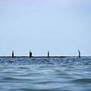 Gulls In A Row Art Print