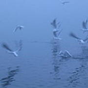 Gulls In The Mist Art Print