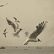 Gulls Art Print