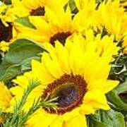 Happy Sunflowers Art Print