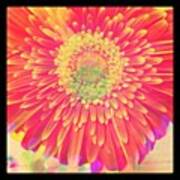 #harriscamera #test #flower #flowers Art Print