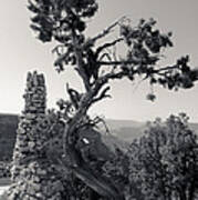 Hermit's Rest Tree And Chimney Art Print