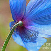 Himalayan Blue Poppy Flower Shadows Art Print
