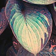 Hosta Leaf With Raindrops Art Print