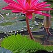 Hot Pink Waterlily Art Print