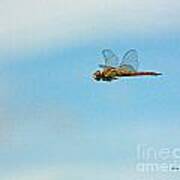 Hovering Dragonfly Art Print