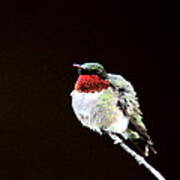 Hummingbird - Ruffled Feathers Art Print