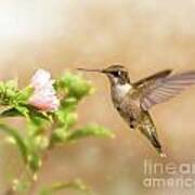 Hummingbird Hovering Art Print