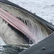 Humpback Whale Feeding  Southeast Alaska Art Print