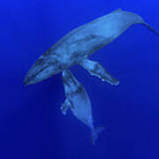 Humpback Whale Mother And Yearling Maui Art Print