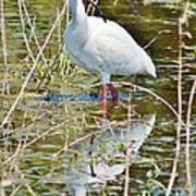 Ibis At Local Pond 3 Art Print