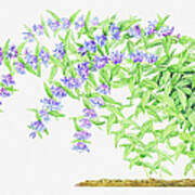Illustration Of Gentiana Asclepiadea (willow Gentian), Purple Flowers On Long, Bending Stems Art Print