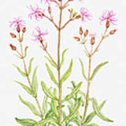 Illustration Of Lychnis Flos-cuculi (ragged Robin), Wildflowers Art Print