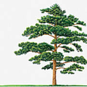 Illustration Showing Shape Of Pinus Densiflora (japanese Red Pine) Tree Bearing Green Foliage Art Print
