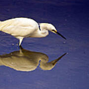 Immature White Egret Art Print