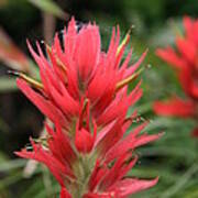 Indian Paint Brush Art Print