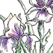 Iris Drawing 2 Art Print