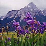 Irises In Austria Art Print