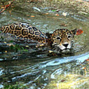 Jaguar In For A Swim Art Print