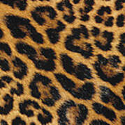 Jaguar Panthera Onca Skin Art Print