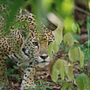 Jaguar Panthera Onca Slinking Art Print