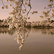 Japanese Cherry Tree Blossoms Over The Tidal Basin In Sepia Ds019s Art Print