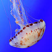 Jellyfish 4 Photograph by Bob Christopher - Fine Art America