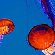 California Monterey Aquarium Jellyfish Exhibit Art Print