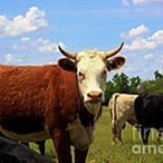 Kansas Country Cow's With Blue Sky And Grass Art Print