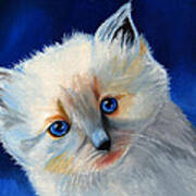 Kitten In Blue Art Print