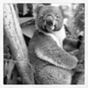 #koalabear #koala #kangarooisland Art Print