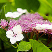 Lacecap Hydrangeas Art Print