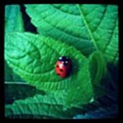 #ladybird #ladybug #coccinellidae Art Print